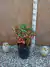 Nandina