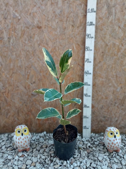 Ficus Elastica Variegado