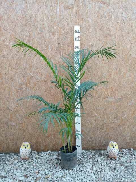 Palmera Areca
