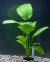 Echinodorus macrophyllus - comprar online