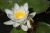 Nymphaea Alba (Pequena)