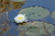 Nymphaea Alba (Pequena) - comprar online