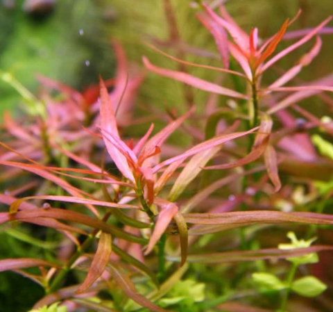 Ludwigia Brevipes