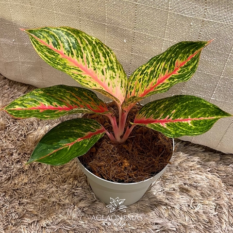 Aglaonema Red Emerald