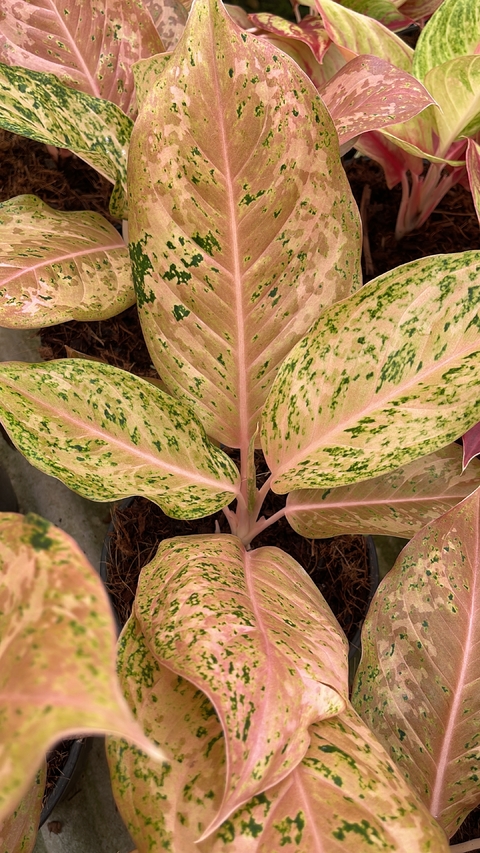 Aglaonema Orange Gold Star