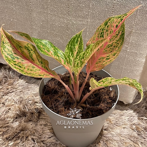 Aglaonema Kwaksup (variação)