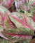 Aglaonema Kwaksup - comprar online