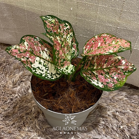 Aglaonema Tricolor