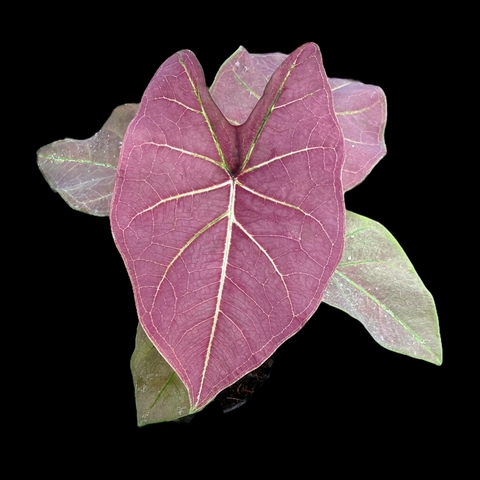 Caladium Tailandês Grape Beauty