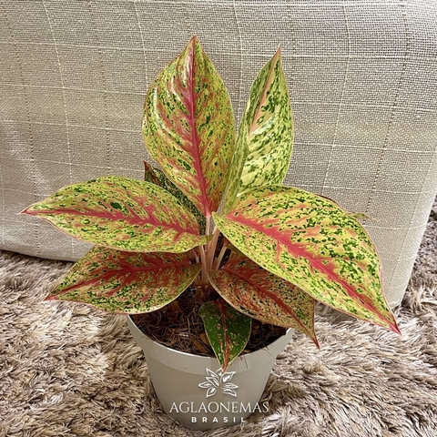 Aglaonema Kwaksup