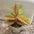 Aglaonema Kwaksup