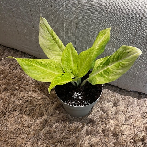Aglaonema Sundrop
