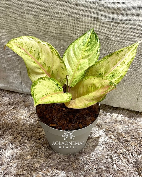 Aglaonema Frozen