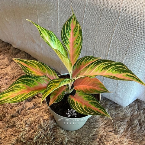 Aglaonema Panamá Pink