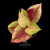 Aglaonema Siam Diamond