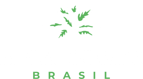 Aglaonemas Brasil