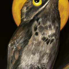 close-up da ave urutau