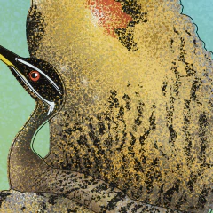 Pôster Pavãozinho-do-Pará com close-up