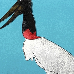 Tuiuiú (Jabiru mycteria), ave do Pantanal brasileiro.
