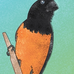 Pôster pássaro Curió, nome científico Sporophila angolensis, ave símbolo da Bahia.