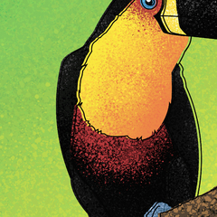 Tucano-de-papo-amarelo, ave símbolo do Rio de Janeiro