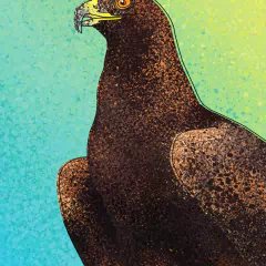 Pôster da Águia-real, de nome científico Aquila chrysaetos, ave símbolo da Escócia.