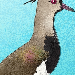 Pôster Pássaro Quero-quero, Vanellus chilensis.