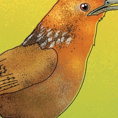Poster Pássaro Uirapuru-Verdadeiro, Cyphorhinus arada.