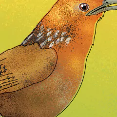 Poster Pássaro Uirapuru-Verdadeiro, Cyphorhinus arada.