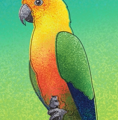 Pôster da Jandaia (Aratinga jandaya), pássaro símbolo do Ceará.