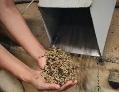 Imagem do CAFÉS MEXICANOS