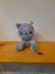 1125 Pelúcia Gato Cinza - comprar online