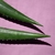 Gel de Aloe Vera Multiusos - Hidratación y Cuidado - comprar en línea