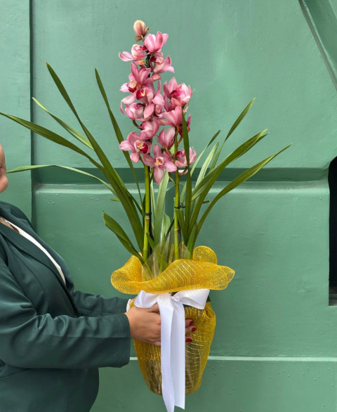 Orquídea Cymbidium