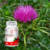 Cardo Mariano (Silybum marianum) (60 cápsulas 500mg) Puro Natural Original na internet
