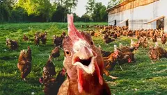 Huevos Pastoriles de Gallinas Libres (maple) - comprar online