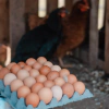 Huevos Pastoriles de Gallinas Libres (maple)