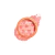 Physicians Formula® Strawberry Jam Blush - Rubor de Mermelada de Fresa