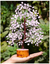 Árbol de Piedras Preciosas Curativas de Feng Shui: Cuarzo Rosa con Alambre Plateado en internet