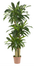Nearly Natural® Dracaena de Corn Stalk Decorativa - comprar en línea