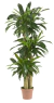 Nearly Natural® Dracaena de Corn Stalk Decorativa - comprar en línea