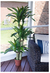 Nearly Natural® Dracaena de Corn Stalk Decorativa en internet