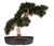 Nearly Natural® Bonsái Decorativo de Seda Cedar en internet