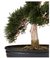 Nearly Natural® Bonsái Decorativo de Seda Cedar - Styla