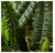 Nearly Natural® Juego de 2 Helechos Boston Decorativos en internet
