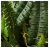 Nearly Natural® Juego de 2 Helechos Boston Decorativos en internet