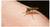 Mosquizen® - Repelente Natural Para Mosquitos 125 ml Auténtica Aromaterapia Florium - Styla