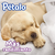 Pétalo® Ultra Jumbo Papel Higiénico de Hojas Dobles - 16 Rollos (3744 Hojas en Total) - tienda en línea