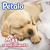 Imagen de Pétalo® Rendimax - Papel Higiénico Maxi Rollo, 9 Piezas (455 Hojas Dobles)