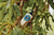 L'Occitane®, Agua de Perfume para Mujeres - 250 gr.